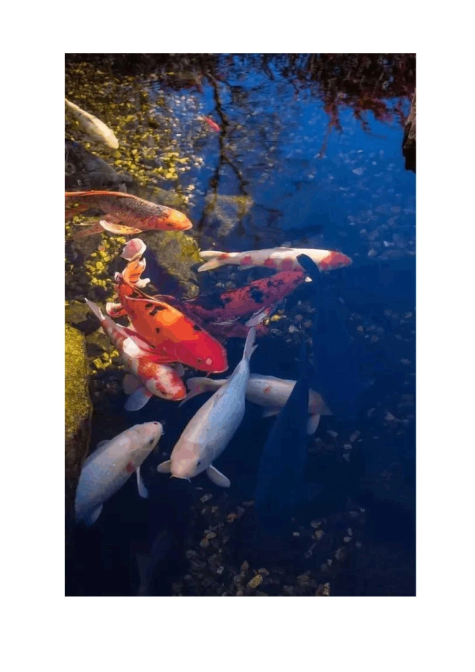 如何繁殖锦鲤鱼_第3页