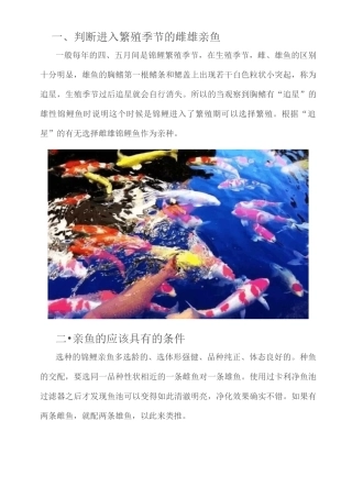 如何繁殖锦鲤鱼