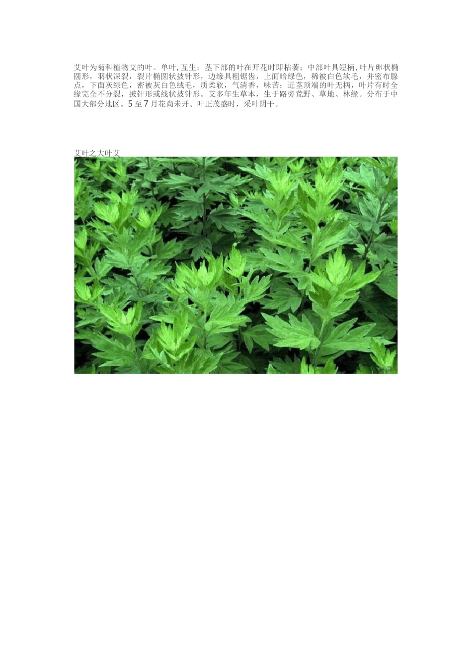 艾草的功效与作用及大叶艾,小叶艾,野艾的鉴别_第1页