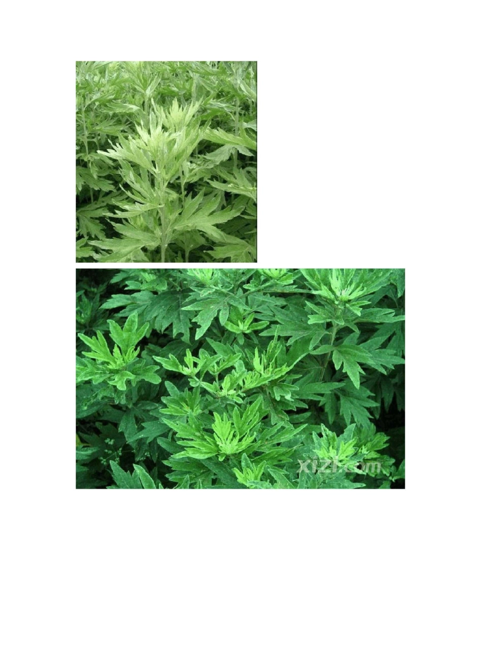 艾草的功效与作用及大叶艾,小叶艾,野艾的鉴别_第3页