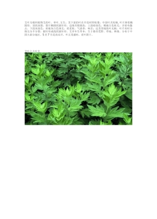 艾草的功效与作用及大叶艾,小叶艾,野艾的鉴别
