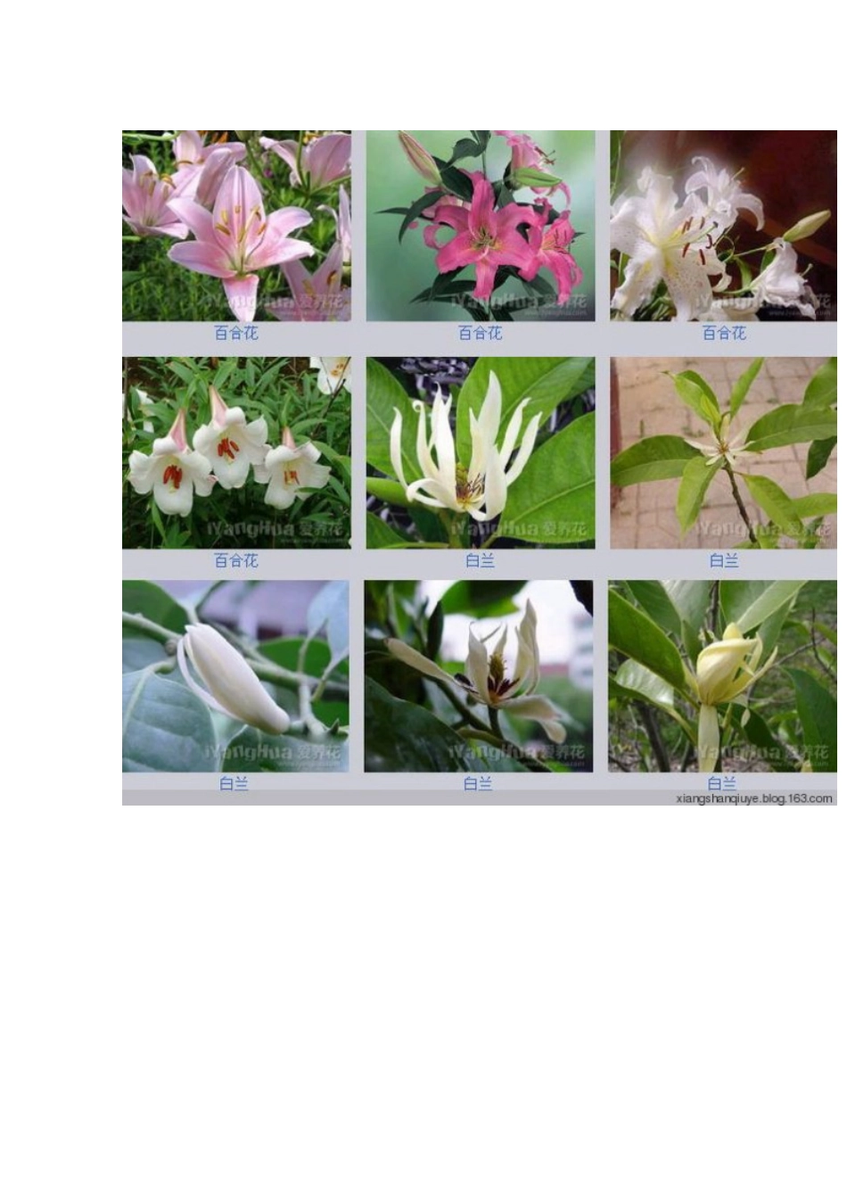 各种花卉名称图片大全_第2页