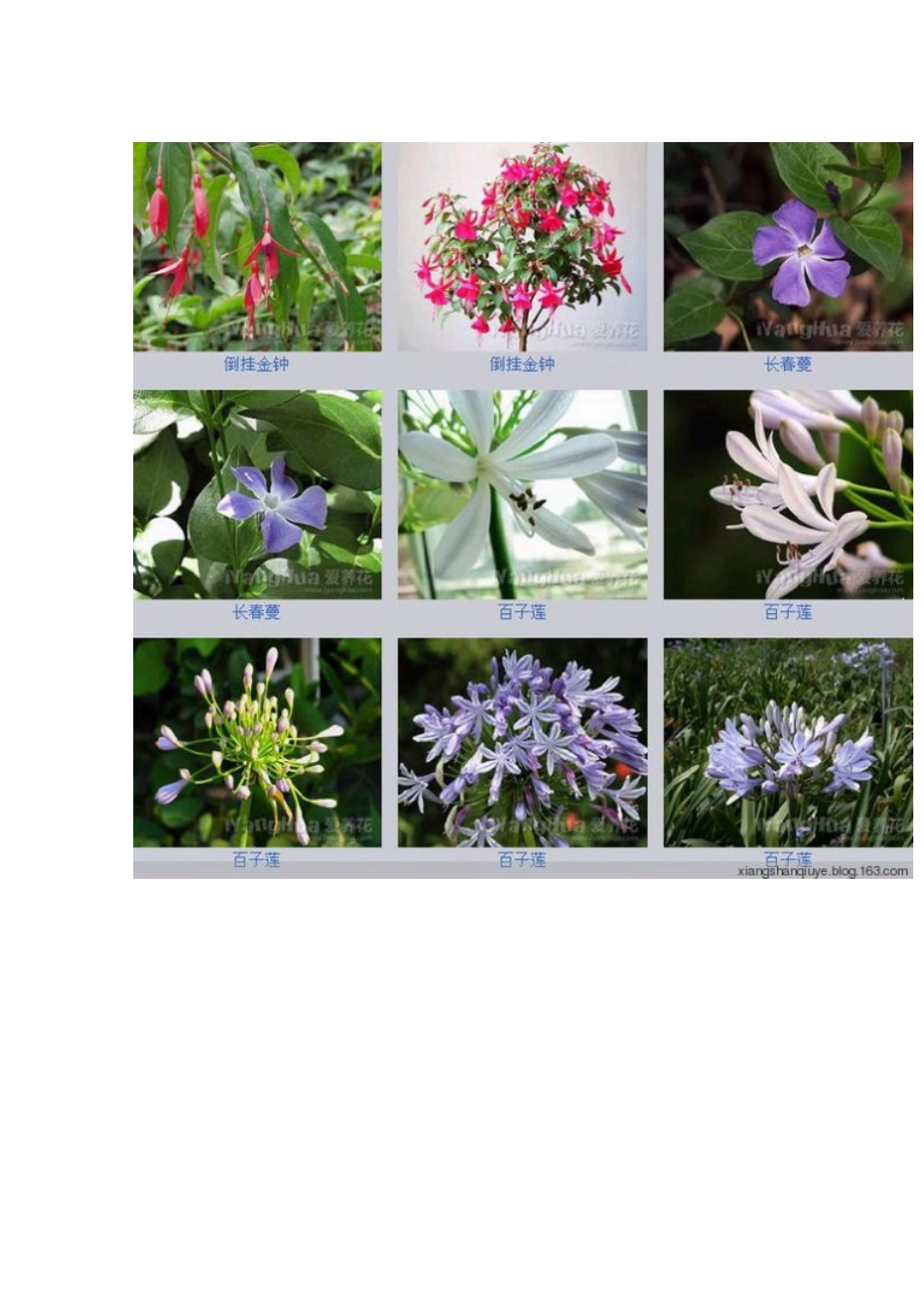 各种花卉名称图片大全_第3页