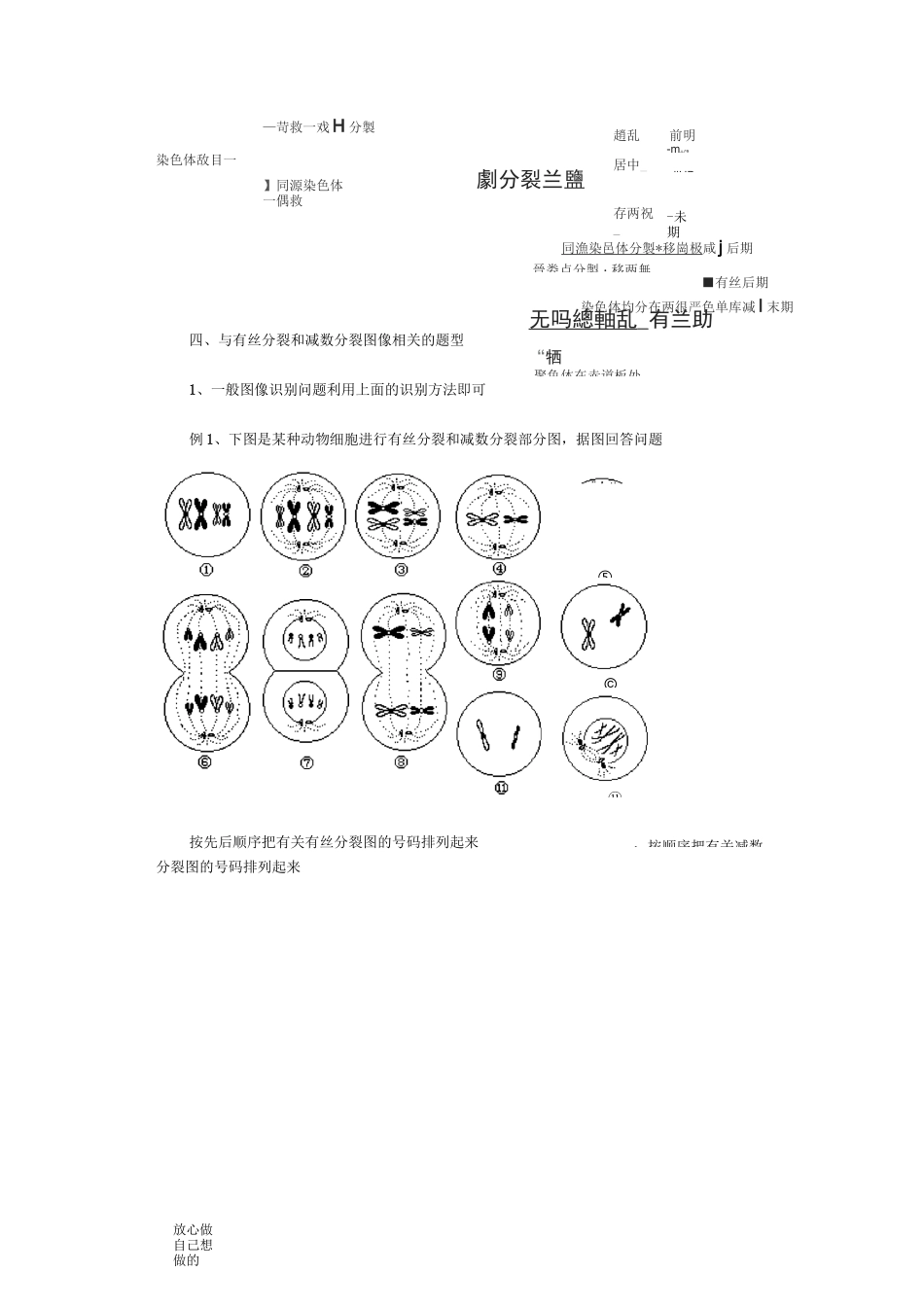 高中生物有丝分裂和减数分裂图解_第3页