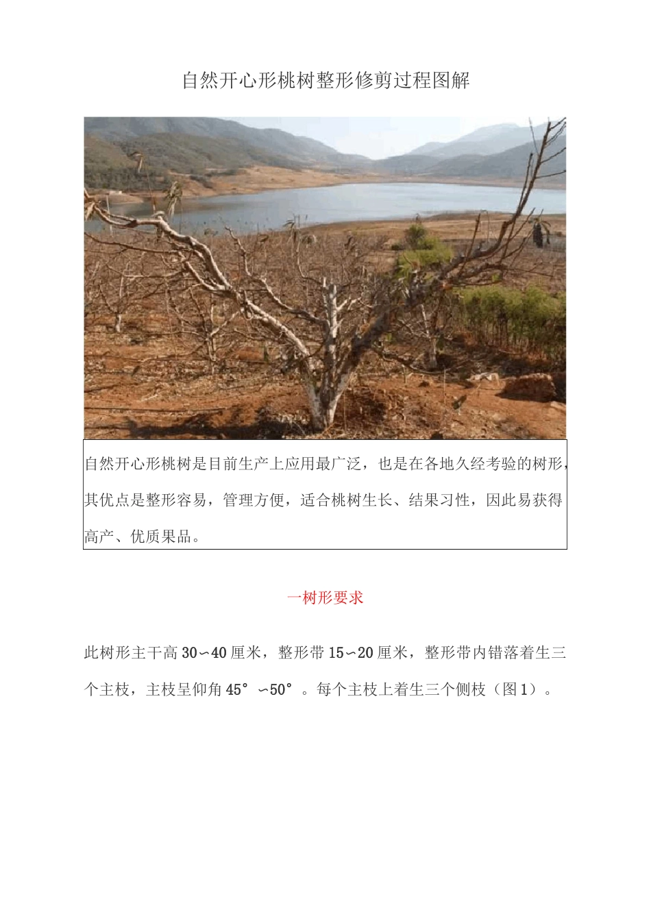 桃树自然开心形整形修剪过程图解_第1页