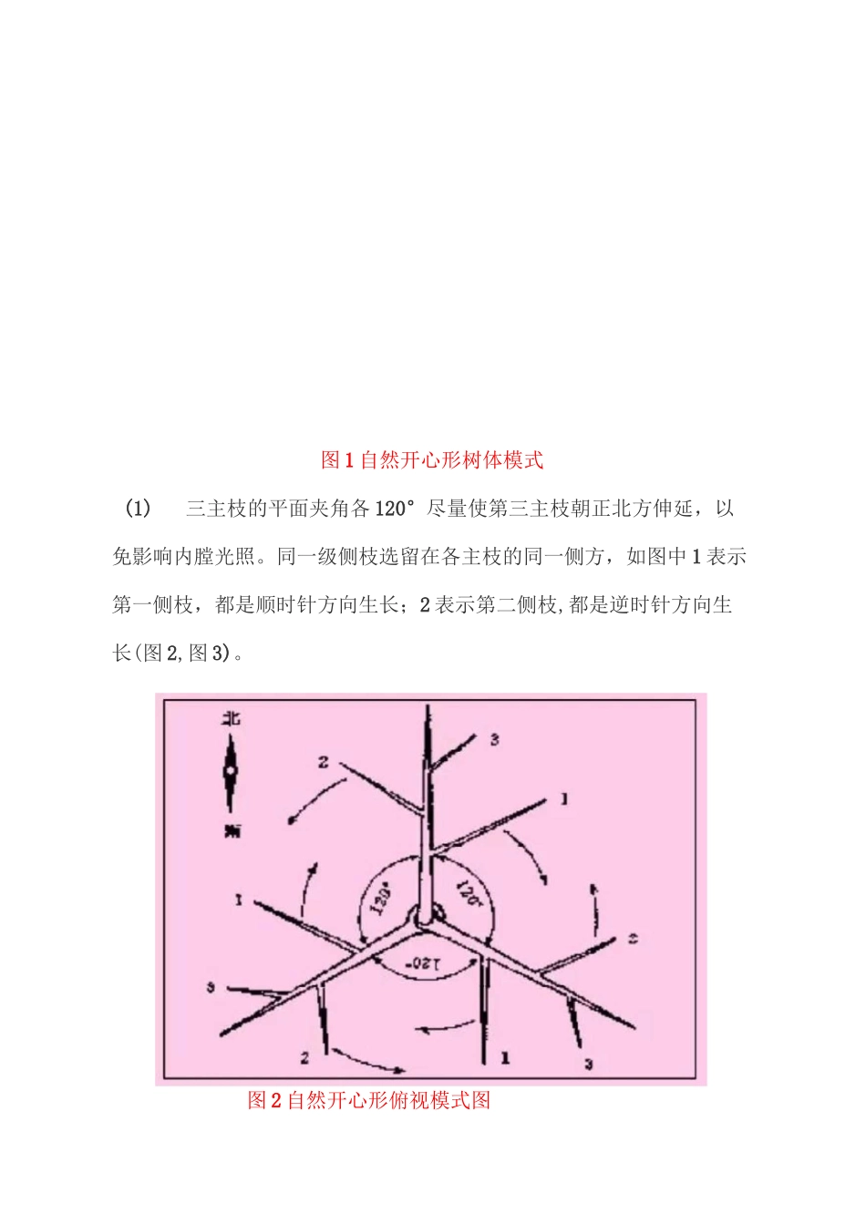 桃树自然开心形整形修剪过程图解_第2页