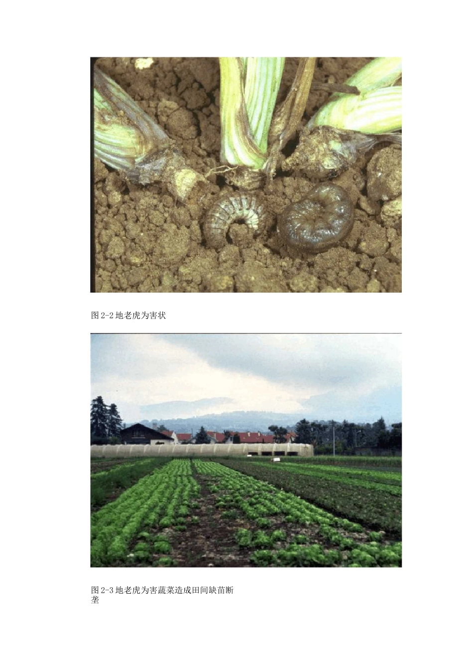 地老虎的分类与鉴别_第2页
