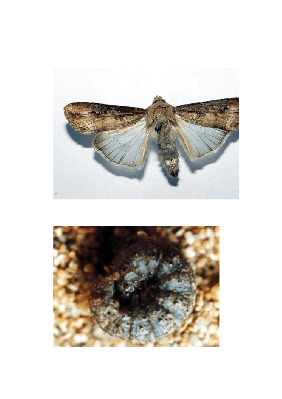 地老虎的分类与鉴别_第3页