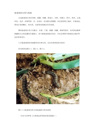 地老虎的分类与鉴别