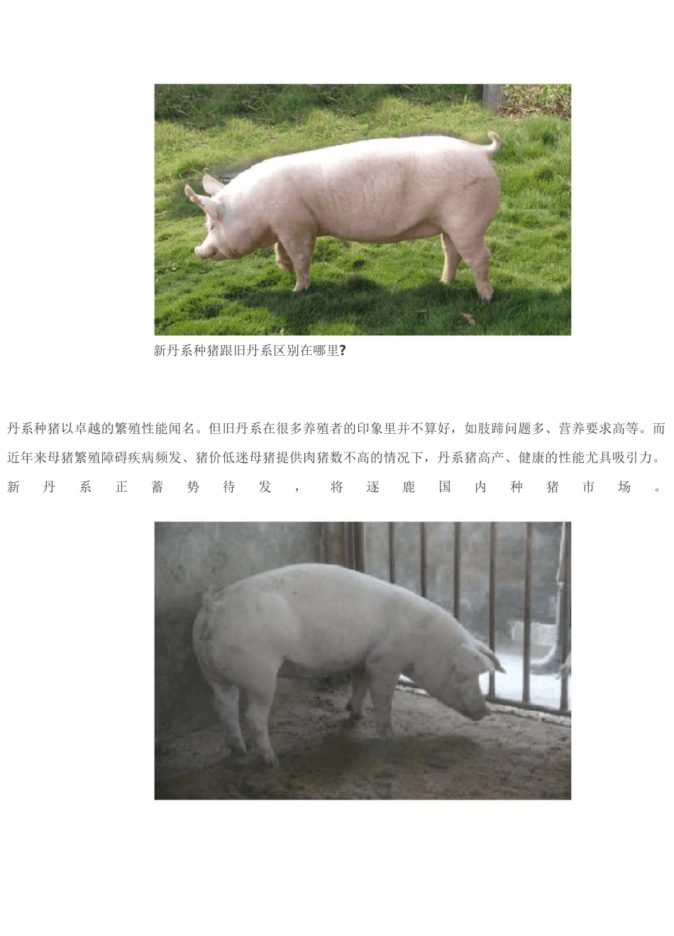 新丹系种猪介绍及图片_第2页