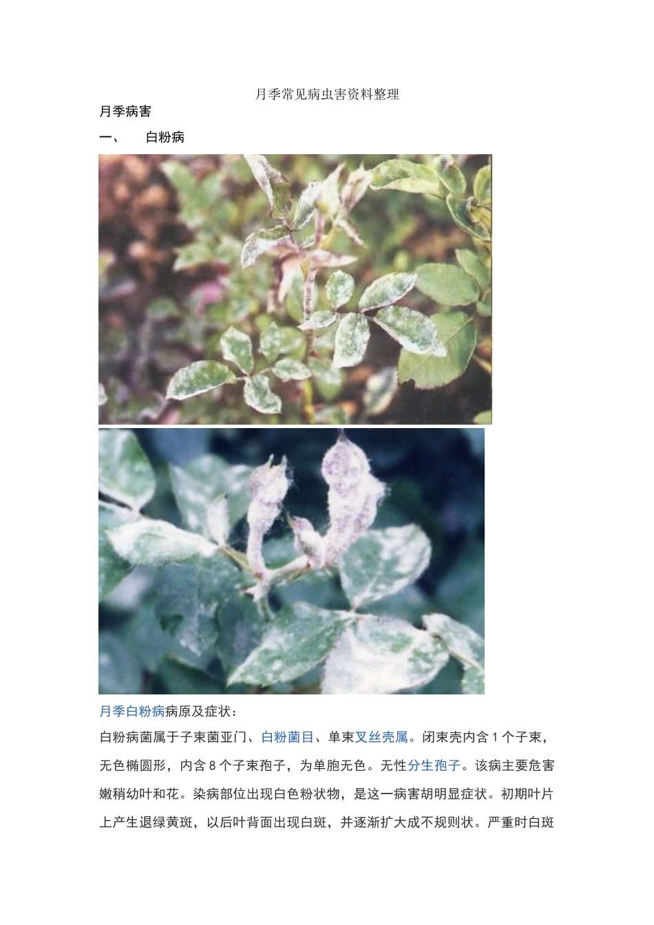 月季常见病虫害_第1页