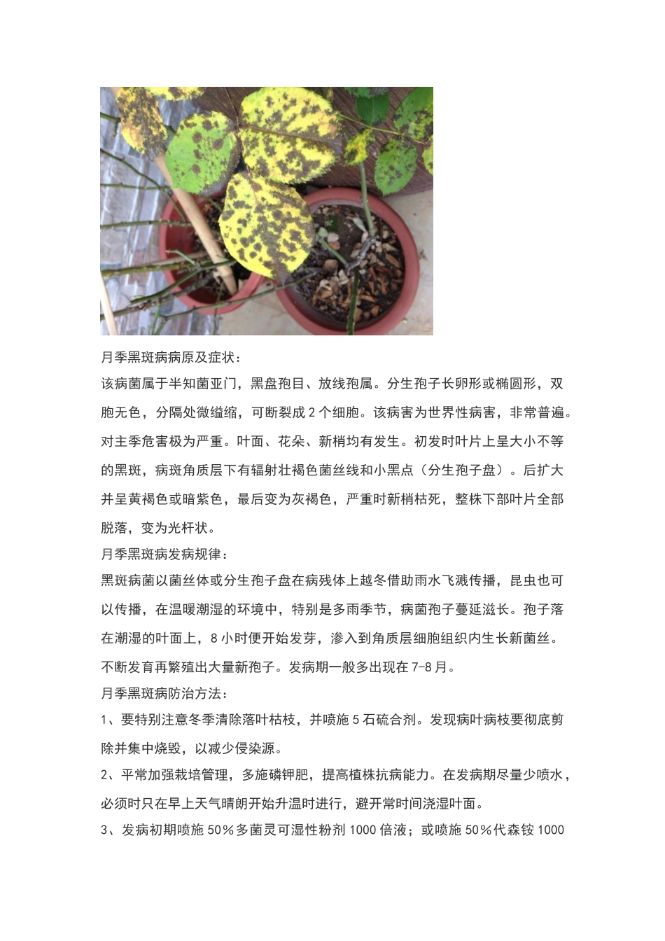 月季常见病虫害_第3页