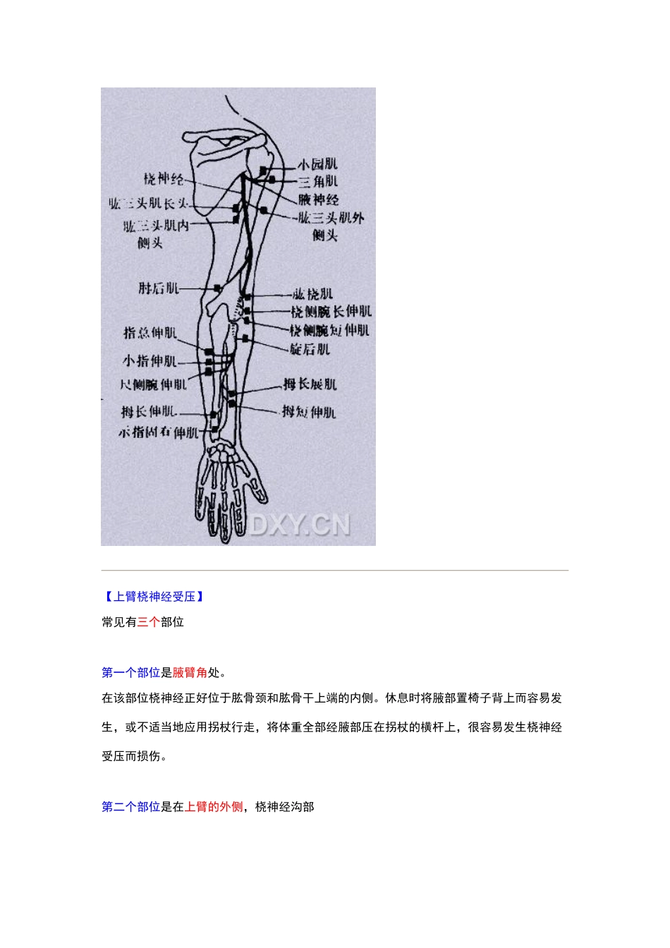 桡神经的走形_第2页