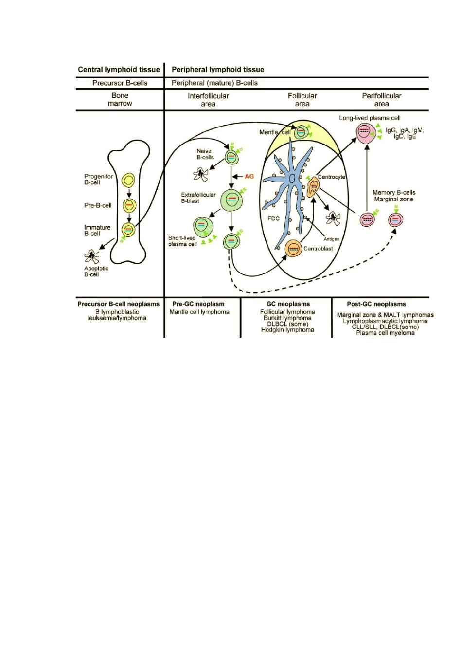 淋巴组织结构解析_第1页