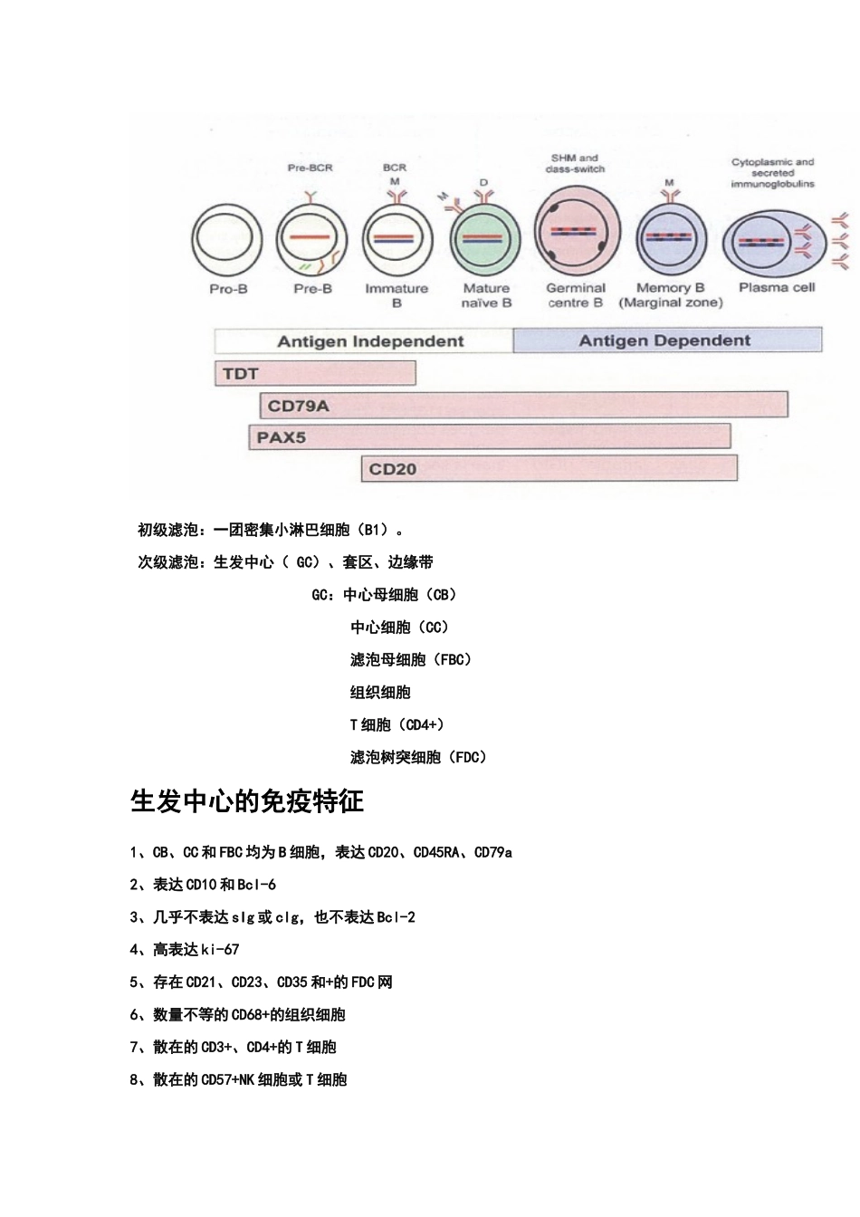 淋巴组织结构解析_第2页