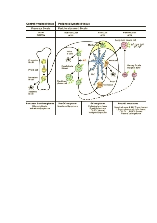 淋巴组织结构解析