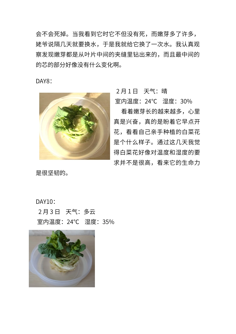 白菜花生长过程记录_第2页
