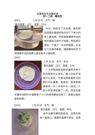 白菜花生长过程记录
