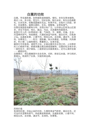 白蒿的功效与作用