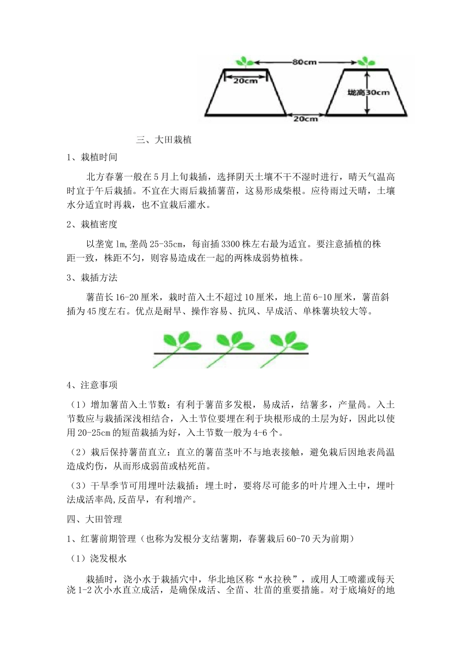 红薯种植流程_第2页