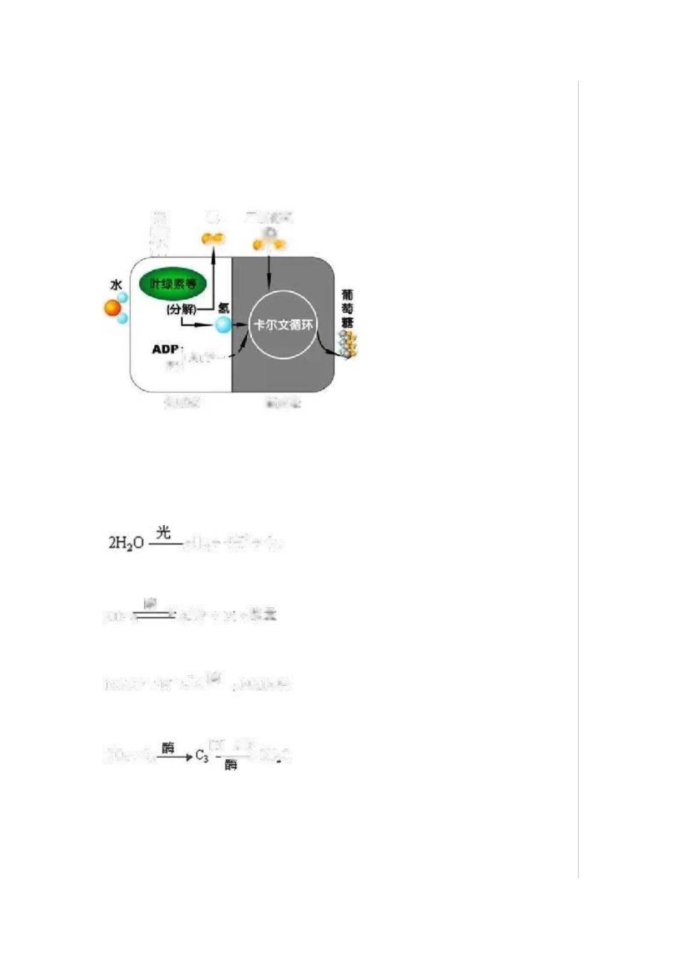 高中生物丨“光合作用”示意图_第2页