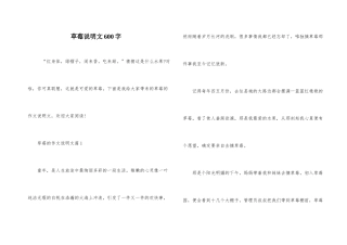 草莓说明文600字