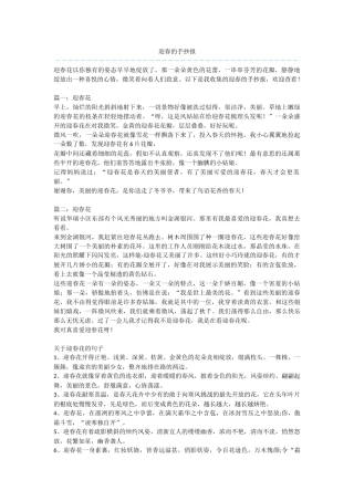 迎春的手抄报