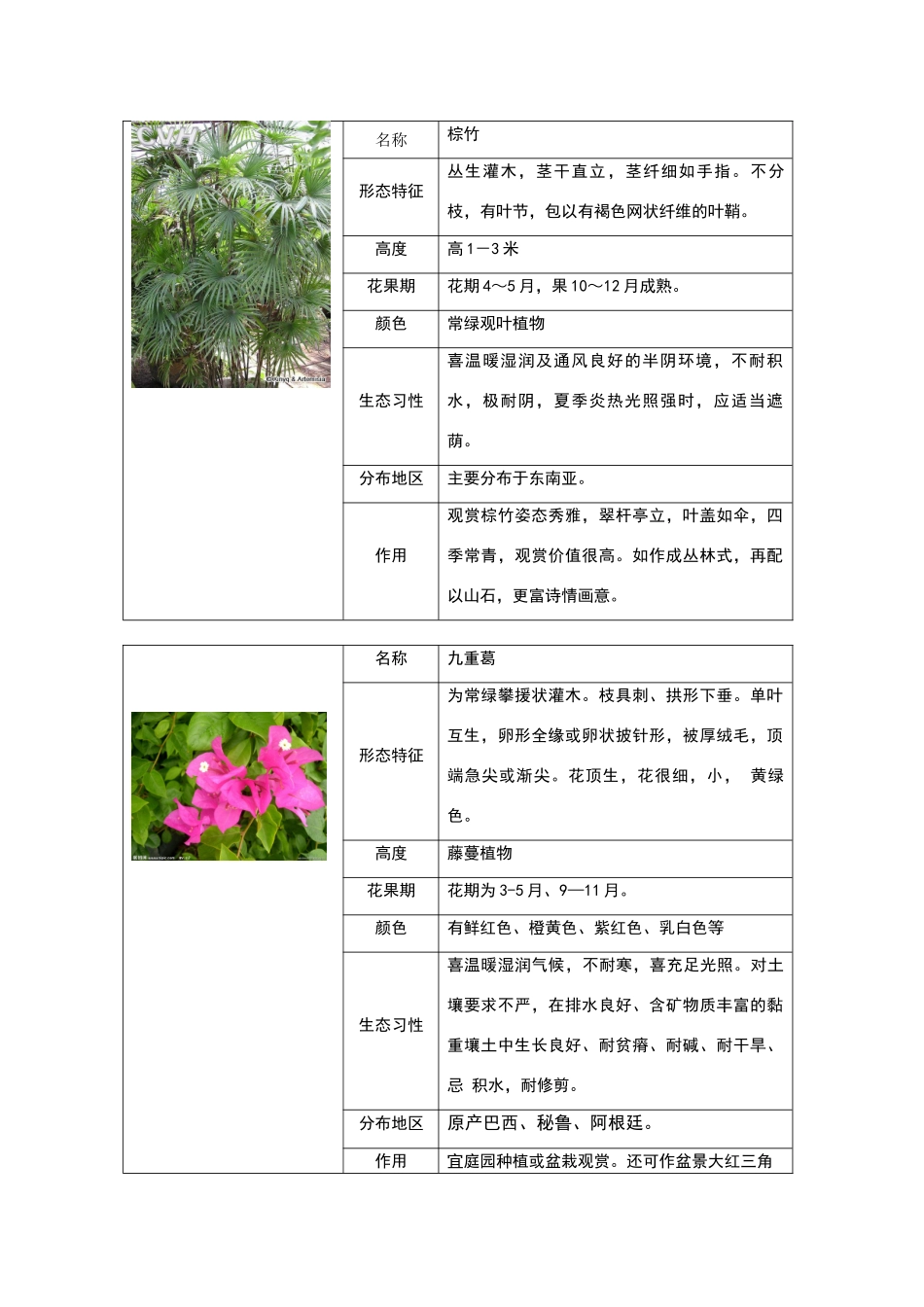 重庆地区常见灌木类_第1页