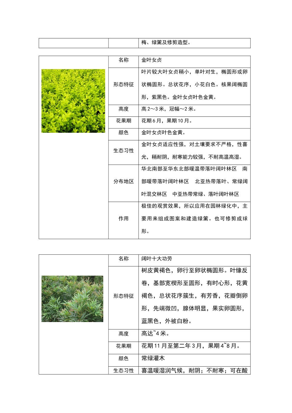 重庆地区常见灌木类_第2页