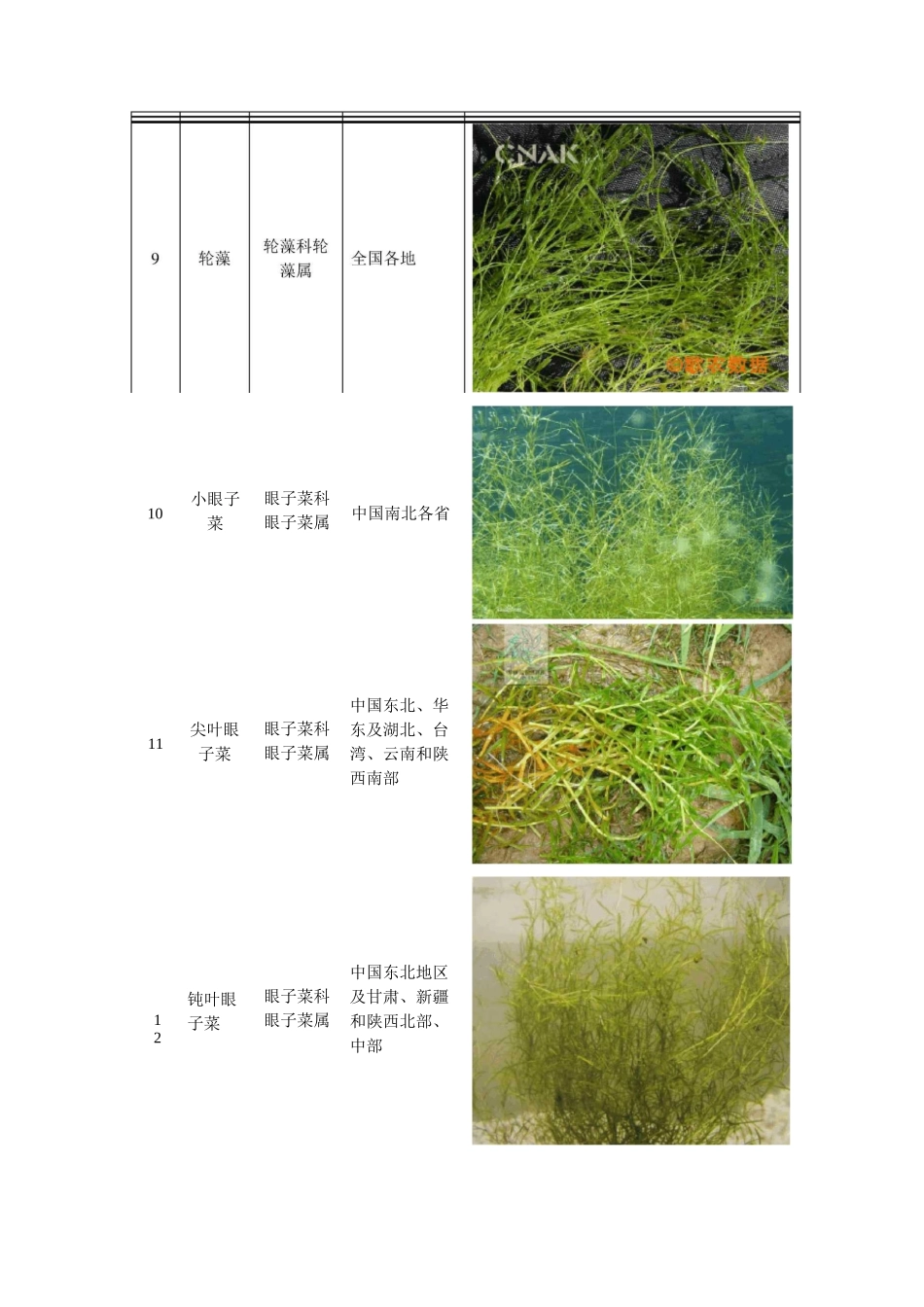 沉水植物分类与适用范围_第3页