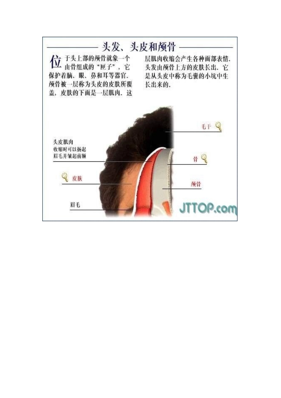2025年全套高清人体解剖图下_第3页