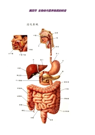 2025年沪科版高中生命科学第一册4.4《生物体内营养物质的转变》知识点总结