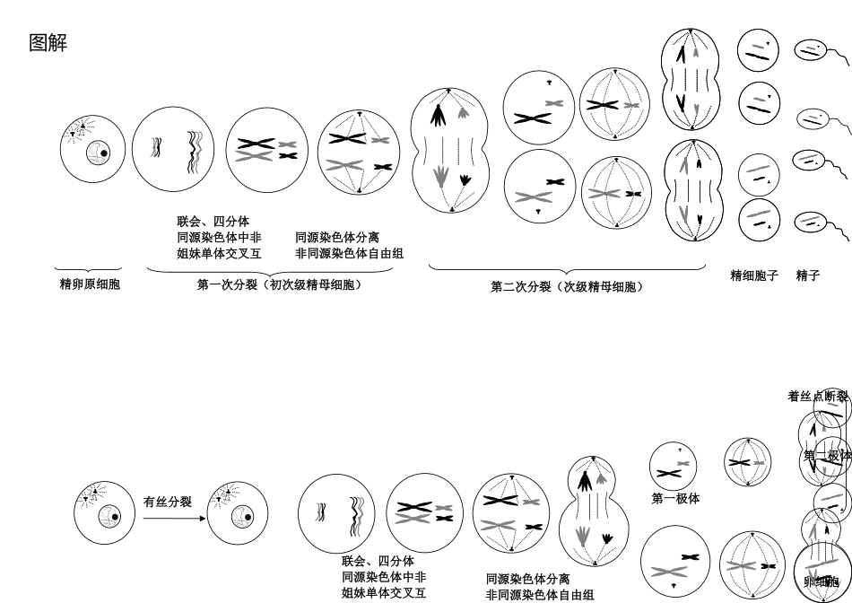2025年有丝分裂与减数分裂过程图及知识点归纳_第3页