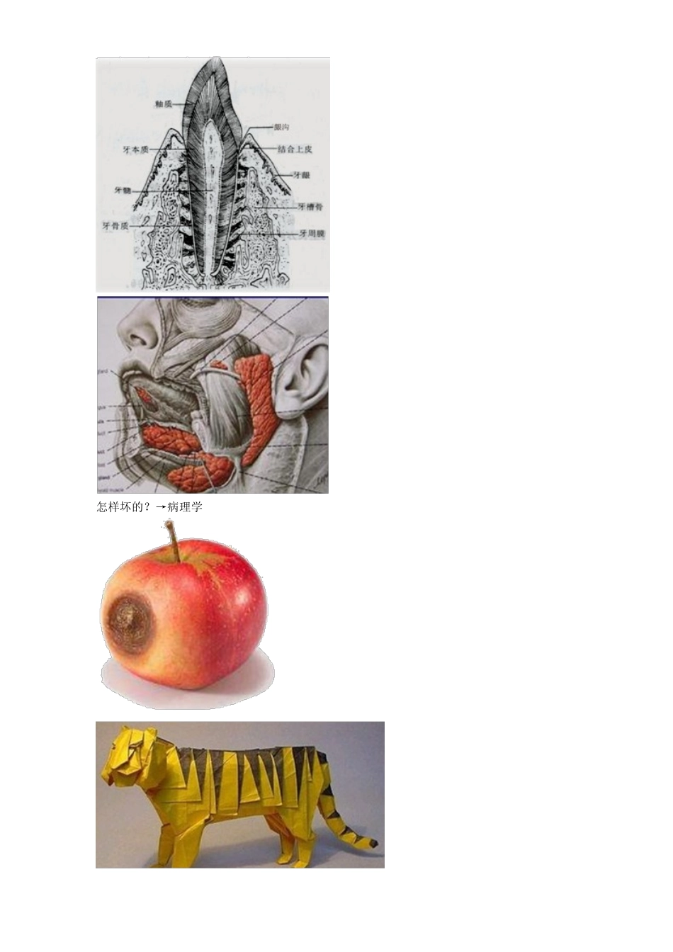 2025年口腔助理医师讲义之口腔组织病理学_第3页