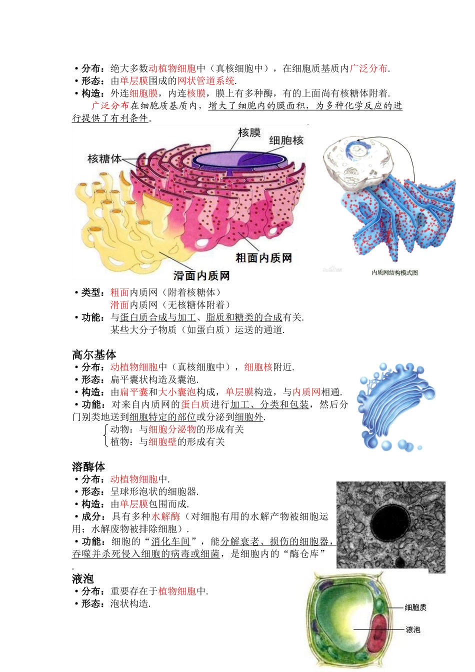 2025年高一生物细胞器知识点总结_第2页