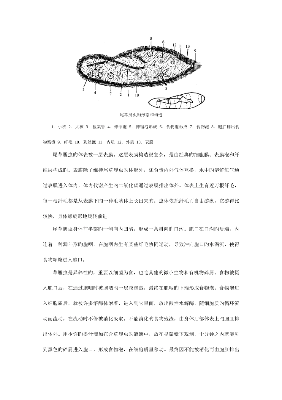 2025年高中生物无脊椎动物竞赛辅导讲座_第3页