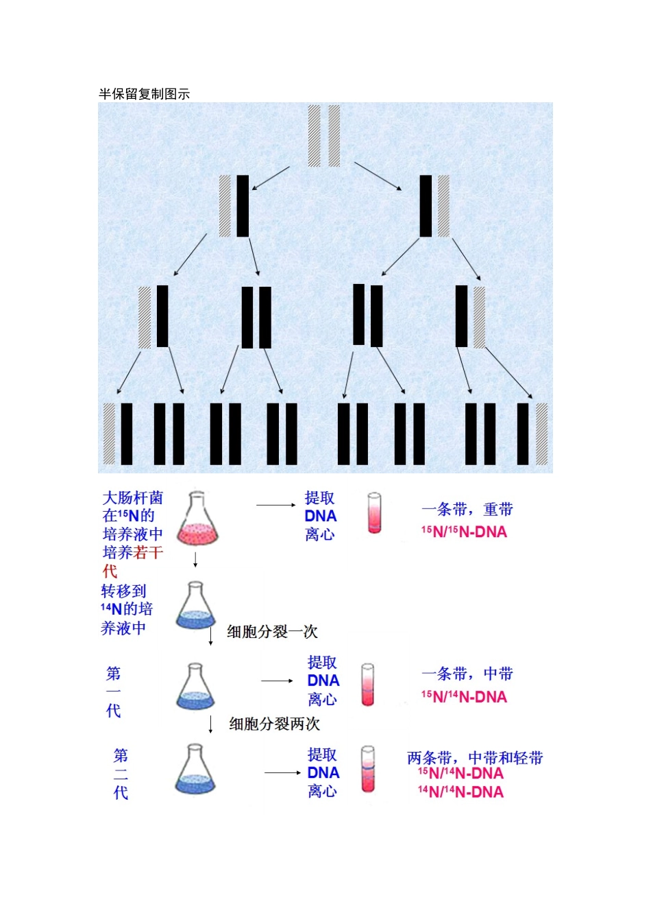 2025年自制DNA复制知识点_第1页
