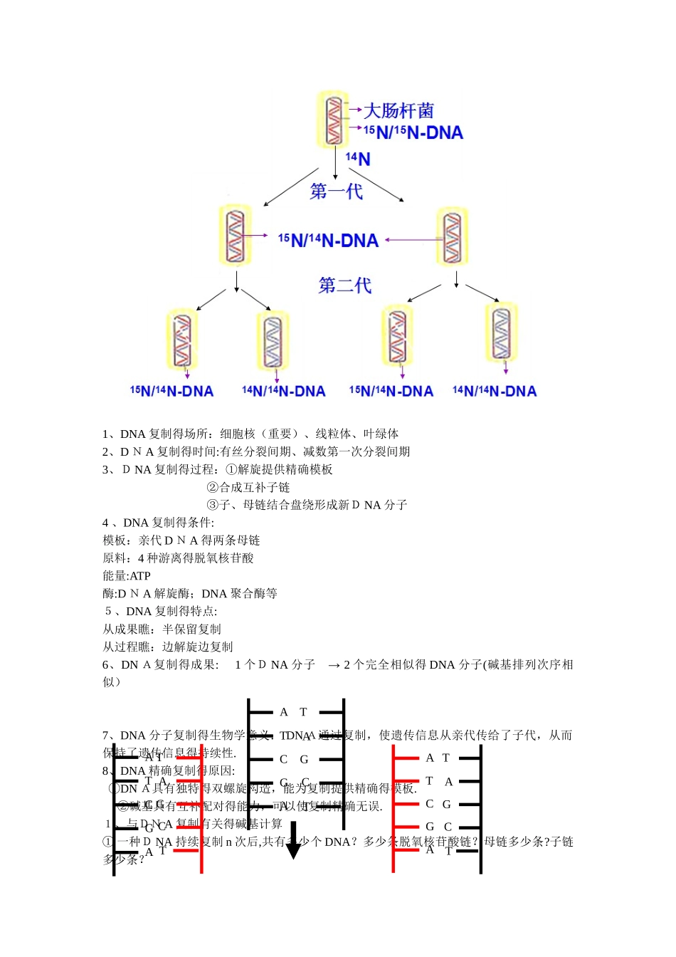 2025年自制DNA复制知识点_第2页