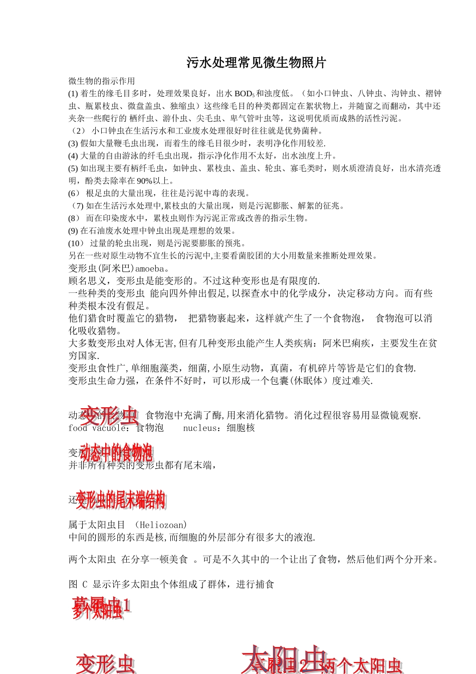 污水处理常见微生物照片-secret_第1页