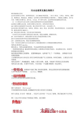 污水处理常见微生物照片-secret