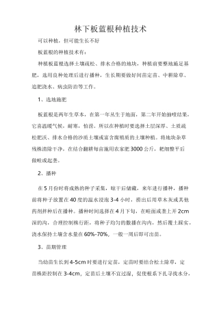 林下板蓝根种植技术