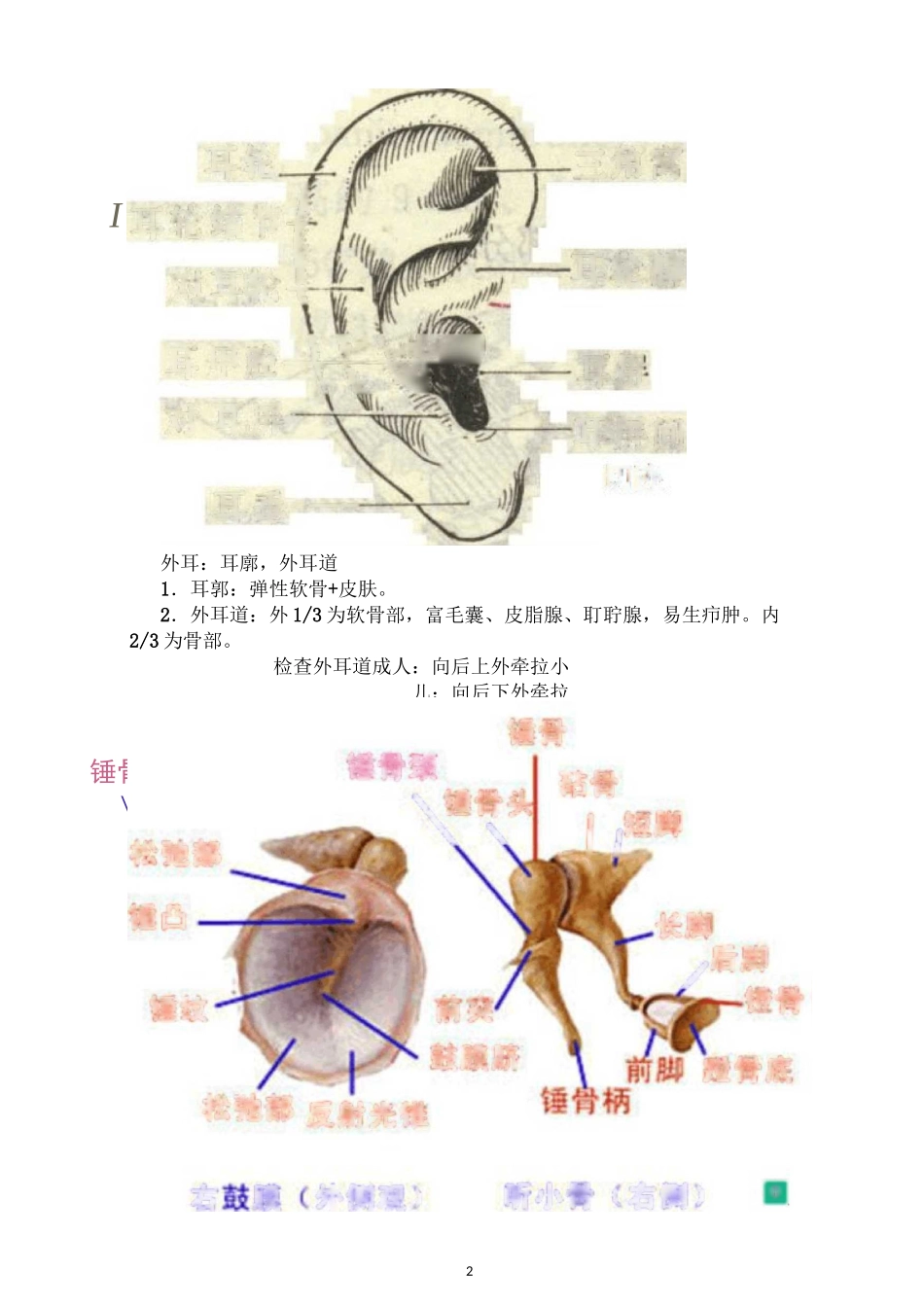 耳鼻喉学总结重点_第2页