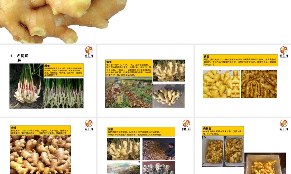 山东大姜分析研究