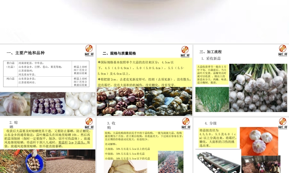 大蒜知识讲解PPT