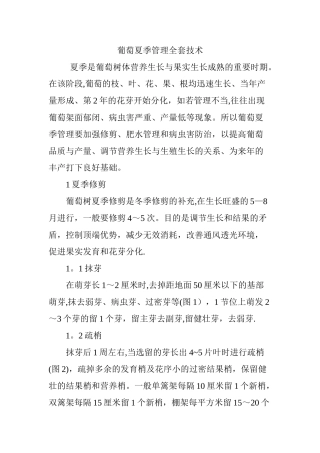 葡萄夏季管理全套技术