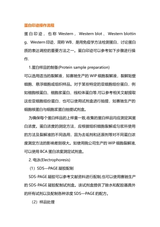 蛋白印迹操作流程