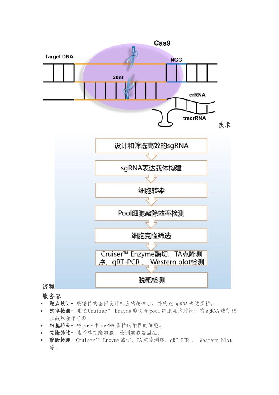 cho基因敲除细胞系_第3页