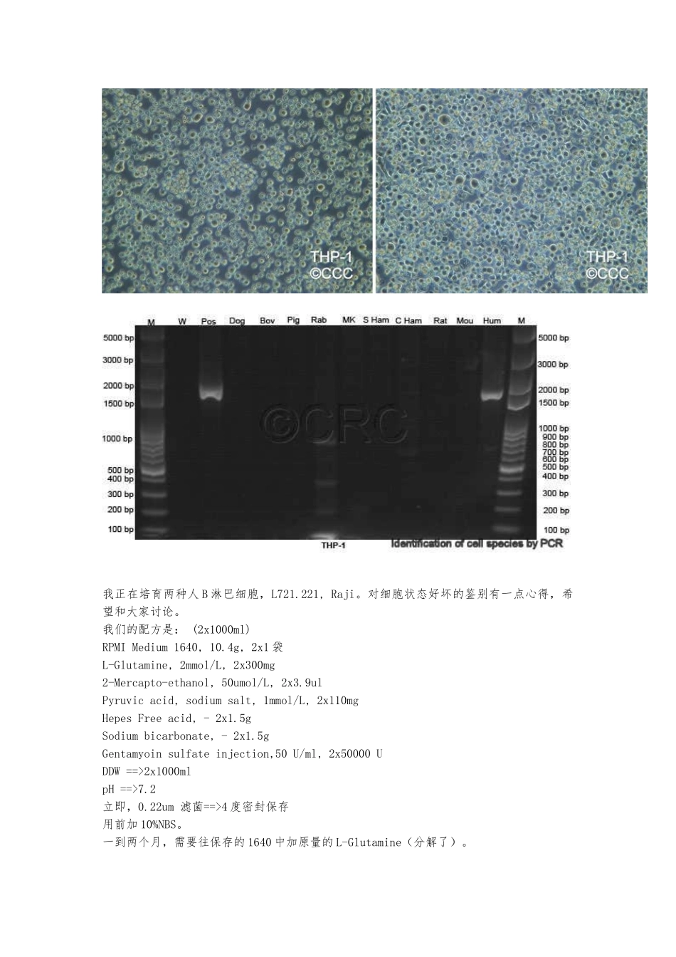 THP-1单核细胞培养-文档_第2页