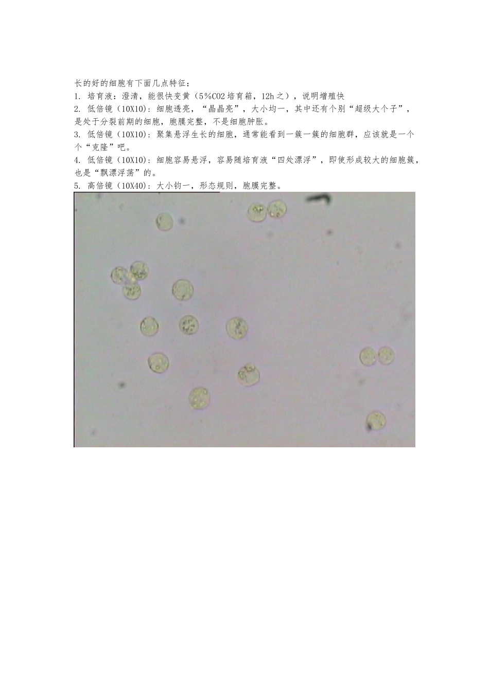 THP-1单核细胞培养-文档_第3页