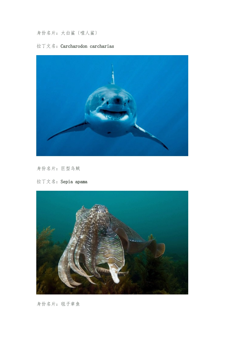 《海洋》雅各贝汉-纪录片中的动物_第2页